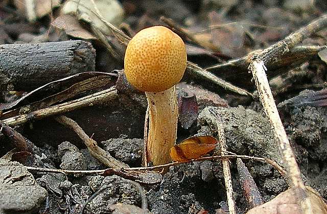 2005 :  Un anno di funghi